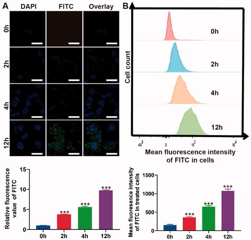 Figure 2. Cell uptake of PLGA@Icaritin. (A) CLSM image of MFC cells treated with PLGA@Icaritin for 0–12 h, and corresponding quantification of CLSM images using the green mean fluorescence intensity of FITC. Scale bar, 20 μm. (B) Flow cytometry images of MFC cells treated with PLGA@Icaritin for 0–12 h, and corresponding quantification of green mean fluorescence intensity of FITC inside cell. Data are shown as the mean ± SD, n = 3. ***Indicates p < 0.001.