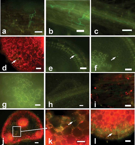 Fig. 4 (Colour online) Advanced stages of infection and colonization of strawberry roots and petioles by Fof isolate marked with GFP. (a) Hyphae were swollen inside the epidermal tissues 5 days after inoculation. (b) Hyphae forming an expanding network inside epidermal tissues 6 days after inoculation. (c) Intra- and inter-cellular spreading of hyphae in epidermis tissues 6 days after inoculation. (d) Intercellular growth of hyphae in the cortex (arrows) and cross-section of the primary root (arrow) 6 days after inoculation. (e) Spread of hyphae in epidermal tissues (arrow) in a cross-section of the primary root 12 days after inoculation. (f) Spread of hyphae in cortical tissues (arrow) in the cross-section of the primary root 12 days after inoculation. (g) No hyphae in vascular tissues seen in the cross-section of the primary root 12 days after inoculation. (h) No hyphae on the surface of the root tips 12 days after inoculation. Auto-fluorescence of the dead root can be seen. (i) Spread of hyphae in intra- and inter-cellular epidermal tissues of petioles 12 days after inoculation. (j, k, l) Intracellular growth of the pathogen (arrow) in the cortical tissues, intercellular (arrows) area of the epidermal cell layers, and cross-section of petiole 12 days after inoculation. Scale bars: a–l = 10 μm.