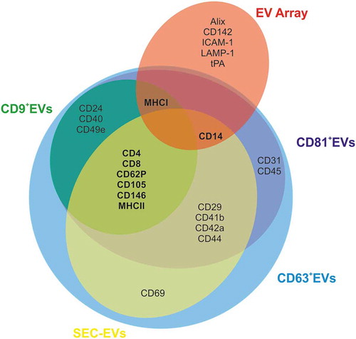 Figure 9. Venn diagram summarizing ExerV-phenotyping. Circles depict unique and shared ExerV-markers that were significantly increased in the different isolation and characterization strategies (EV Array versus SEC-EVs versus bead-isolated EVs). Unique markers are only associated with EV Array performed on total plasma, while the different EV-isolation strategies, including bead-isolated EV-populations, largely share the same markers.