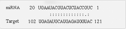Figure 6. Specific nucleotide sequence of psu.T.00032704 that cleaved by PsmiR319.