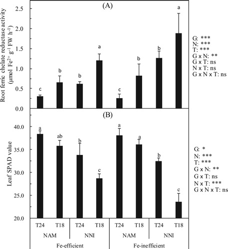 Figure 2. Effect of nitrogen forms (N) on root ferric chelate reductase activity (A) and leaf SPAD value (B) of rice cultivars (G) in different soil temperatures (T). Error bars represent SE (n = 4). Columns within each cultivar the same letter are not significantly different at 5% according to Duncan’s multiple range test. Abbreviations: Fe-efficient and Fe-inefficient, Fe-efficient genotype rice (O. sativa L. cv. T43) and Fe-inefficient genotype rice (O. sativa L. cv. T04). NAM and NNI, ammonium nitrogen was (NH4)2SO4 + 2.0% DCD and nitrate nitrogen was Ca(NO3)2 + 2.0% DCD, respectively. T24 and T18, soil optimum temperature was 24 ± 2°C and soil low temperature was 18 ± 2°C, respectively. *, **, *** and ns indicate significant differences at P < 5%, P < 1%, p < 0.1% and p ≥ 5%.