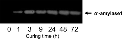 Figure 5 Immunoblot analysis of α-amylase1 protein in tobacco (Nicotiana tabacum L.) leaves during the curing process. Zero curing time indicated at harvesting. The other time points indicated at curing time after start. The arrow indicates α-amylase1 protein at MW 46.6 kDa.