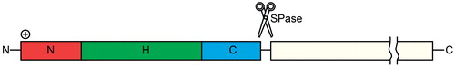Figure 7. The signal sequence. The signal peptides of the Sec translocon susbtrates in eukaryotes and prokaryotes share a common architecture, with a short, positively charged N-terminal region (N-region), a central, hydrophobic region (H-region) and a polar C-terminal region (C-region). The best conserved part of the signal peptide is the C-region, which can also contain a signal peptidase (SPase) cleavage site. This Figure is reproduced in color in the online version of Molecular Membrane Biology.