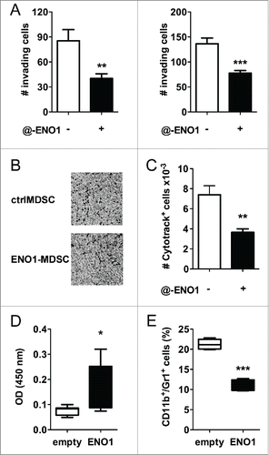 Figure 3. Anti-ENO1 mAb impairs MDSC invasion both in vitro and in vivo. A. A total of 105 and 5 × 104 MDSC were untreated or treated with anti-ENO1 mAb before being seeded on matrigel-coated transwells for 2 h. Invading cells were fixed and stained with crystal violet and counted in 10 fields/each condition. Graphs represent the mean ± SEM of two independent experiments. **, ***p values < 0.001 and 0.0001, which significantly discriminate the ctrl- from ENO1-MDSC. (B) Representative pictures of invading ctrl- and ENO1-MDSC after crystal violet staining. Magnification 4x. (C) A total of 2 × 106 of Cytotrack red-labeled ctrl- and ENO1-MDSC were injected subcutaneously into the hind-leg footpad of the mice. The number of MDSC that had migrated to the popliteal lymph nodes was evaluated by flow cytometry. Results are the mean ± SEM of six lymph node samples/group. (D) Sera from vaccinated mice were evaluated for the presence of specific anti-ENO1 antibodies by a direct ELISA. OD values, subtracted of the background values, are plotted as whiskers from minimum to maximum value for ENO1-vaccinated (black whiskers) and empty-vaccinated (white whiskers) mice. Mean value for each group is also represented. *p values < 0.05 significantly discriminate ENO1-vaccinated from empty-vaccinated mice. (E) CD11b+Gr1+ cells were evaluated in the freshly collected pancreatic tissues. Percentage is plotted as whiskers from minimum to maximum value for empty- (white whiskers) and ENO1-vaccinated (black whiskers) mice. Mean value for each group is also represented. ***p values < 0.0001 significantly discriminate ENO1-vaccinated from empty-vaccinated mice.