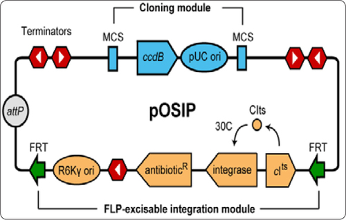 Schematic for new CRIM cloning methodology.