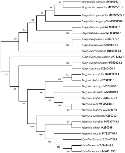 Figure 1. The Maximum likelihood phylogenetic tree of 25 selected Magnoliaceae chloroplast genome sequences. Bootstraps (1000 replicates) are shown at the nodes.