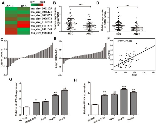 Figure 1 The expressions of circPCNX and PCNX are upregulated in HCC tumor tissues and cell lines. (A) Heatmap showing the circRNA expression profiles of HCC tissues and ANLTs. Red and green indicate high and low expression, respectively. (B) Relative expression levels of circPCNX in 70 pairs of HCC tissues and ANLTs were determined using qRT-PCR. The data were analyzed using the delta Ct method and compared using paired Student’s t-tests. (C) Relative circPCNX expression with the ratio of its level in HCC tissues versus ANLTs shown on the logarithmic scale. (D) Relative expression levels of the PCNX mRNA in 70 pairs of HCC tissues and ANLTs. (E) Relative PCNX mRNA levels with the ratio of its level in HCC tissues versus ANLTs shown on the logarithmic scale. (F) Spearman correlation analysis of the relative expression of circPCNX and PCNX. (G and H) Relative expression levels of circPCNX and PCNX mRNA in human normal liver cell line and HCC cell lines. Results are presented as means± SD *P<0.05, **P<0.01, and ***P<0.001.Abbreviation: NS, not significant.