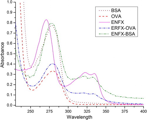 Figure 2. Antigen characterisation with 1 and 2 showing the typical BSA and OVA peaks at a maximum of 278 nm, 3 shows the typical ENFX peaks with prominent absorbing at 271 nm, and the minor ones at 322 and 335 nm, 4 shows a compromise peak of ENFX–OVA taking its shape and absorption (278, 322 and 335 nm) after both ENFX and OVA, while 5 is a compromise of ENFX with BSA showing a clear shift in ENFX absorption.
