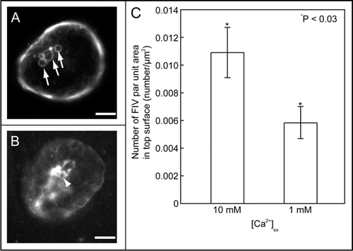 Figure 1 Freeze-induced vesicular structures (FIVs) and calcium-dependence of FIVs. Cold-acclimated protoplast suspensions with FM1-43 were frozen from 0°C to −4°C in suspensions at different extracellular calcium concentrations, and FM1-43 fluorescence was then observed at −4°C with a disc-scanning confocal microscope (A, 10 mM; B, 1 mM). Although FIVs were observed in 10 mM calcium (arrow), aberrant FM1-43 fluorescence was observed on the surface area of the protoplast at 1 mM extracellular calcium (arrow head). The numbers of FIVs at these two calcium concentrations were calculated using the confocal images at −4°C (C). This chart shows the number of FIVs per unit surface area of an optical section of the protoplast just before freezing. Bars represent 10 µm. Data are means ± s.e. (n = 16−20).