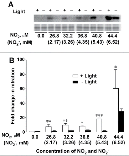 Figure 1. Effect of light on nitration of PsbO1 in thylakoid membranes isolated from Arabidopsis leaves. (A) NT-immunopositive band (upper panel) and SYPRO Ruby staining band (lower panel) corresponding to PsbO1 following incubation of the thylakoid membrane in NO2-bubbled buffer in the light and dark. (B) Fold change in nitration of PsbO1 (FCPSBO1) plotted against concentrations of NO2 and NO2− in NO2-bubbled incubation buffer. Data represent means of 3 independent experiments ± SD. FCPSBO1 = (PsbO1 band intensity following incubation in NO2-bubbled buffer) / (PsbO1 band intensity following incubation in buffer without NO2 or NO2−). Statistical significance assessed using Student's t-test: *, P < 0.05; ***, P < 0.001. Statistical analyses were performed using GraphPad Prism 6.0 (GraphPad Software, La Jolla, CA, USA).