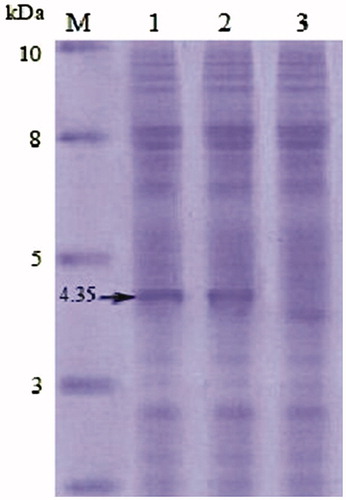 Figure 3. Tricine-SDS-PAGE of the protein expressions in B. longum. In lane 1 and lane 2, the strains are transformations of pBDMSH; lane 3 is the empty vector strain. The arrow indicates the dark bands corresponding to the expressed α-MSH precursor protein on Tricine-SDS-PAGE.