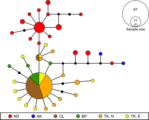 Figure 2. Median-Joining network for Isothraulus abditus based on a 658-bp fragment of the cytochrome c oxidase subunit I (COI) barcoding gene. Coloured points represent different sampling sites; the size of the points is relative to the frequency of the haplotypes. Black points indicate hypothetical haplotypes. Where haplotypes are shared by more than one location, relative haplotype frequency is indicated in the form of pie charts. Sampling location codes are described in Table 1.
