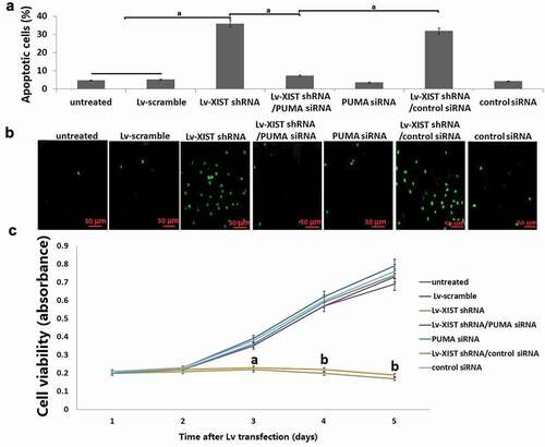 Figure 3. Targeting XIST inhibits cell viability by PUMA upregulation. PUMA siRNA and Lv-XIST shRNA were co-transfected into U2OS cells for 96 h. (A) Cell viability in U2OS cells was detected by MTT assay; (B) Cell apoptosis was detected by Annexin V assay combined with propidium iodide assays. (C) Cell apoptosis was detected by TUNEL assays. aP<0.05;bP<0.01.