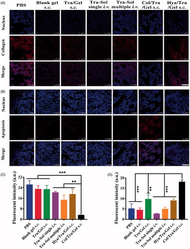 Figure 5. In vivo collagen degradation and apoptosis staining. (A) Degradation of collagen in tumor tissues was analyzed by immunohistochemistry (red, collagen; blue, nuclei; scale bar, 100 µm). (B) Cell apoptosis in tumor tissues was analyzed by TUNEL assay (red, apoptotic cells; blue, nuclei; scale bar, 100 µm). (C) Quantitative assay of collagen staining. (D) Quantitative assay of apoptotic staining. *p < .05; **p < .01; ***p < .001, compared with the Col/Tra/Gel s.c. group.