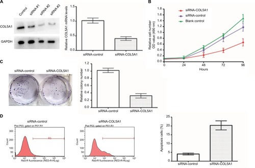 Figure 3 Effect of COL5A1 knockdown on cell proliferation and apoptosis in vitro.Notes: (A) Effect of COL5A1 knockdown in Caki-1 cells was determined by real-time PCR and Western blot analysis. (B) Cell viability was assessed by MTT assay at 0, 24, 48, 72, and 96 hours after treatment with siRNA. Knockdown of COL5A1 inhibited Caki-1 cells proliferation. (C) Effect of COL5A1 on colony formation of Caki-1 cells. Knockdown of COL5A1 caused significant reduction of colony number (P<0.05). (D) Apoptosis assay with Caki-1 was done 48 hours post-siRNA transfection by flow cytometric analyses. Knockdown of COL5A1 significantly increased Caki-1 cells apoptosis (P<0.05).