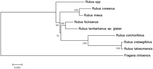 Figure 1. Maximum-likelihood (ML) tree based on conserved collinear blocks of the complete chloroplast genome of Rubus species, using Fragaria chiloensis as an outgroup. The numbers on the node are the fast bootstrap value based on 10,000 replicates. The bar indicates 0.002 mutations per site. Accession No. for the sequences used were listed as: Rubus spp. MH992399, Rubus coreanus MH992398, Rubus niveus KY419961, Rubus fockeanus KY420018, Rubus corchorifolius KY419958, Rubus crataegifolius MG189543, Rubus takesimensis NC_037991, Fragaria chiloensis NC_019601.
