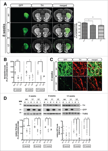 Figure 7. Loss of the nigrostriatal innervation due to CMA blockade precedes nigral cell death. (A) Representative tile scan confocal immunofluorescence visualization of the GFP (green) and TH (pseudo color) expression in striatal sections from all groups, 8-wk post-injection is shown in the left panel and quantification of striatal TH levels expressed as the mean percent of the contralateral hemisphere is shown in the right panel (*, p < 0.05; **, p < 0.01; n = 6 animals/group). In the Lamp2a-shRNA injected animals the GFP signal has been pumped up for visualization purposes, since intensity of the signal was much lower in these animals compared in the scr-injected ones, due to the loss of GFP+ terminals. Scale bar: 1 mm. (B) Quantification of striatal dopamine (DA) levels by high-performance liquid chromatography, expressed as the mean percent of the contralateral hemisphere, at all time points (*, p < 0.05; ***, p < 0.001; n = 6 animals/group). (C) High-power immunofluorescence images of TH expression (red) within GFP-positive striatal terminals of scr- and L2-transduced animals, 8-wk post-injection. Scale bar: 1 μm. (D) Representative western immunoblots for TH, GFP and TUBG (loading control) in the contralateral (C) and ipsilateral (I) striatal tissues of scr, L1 and L2 rAAV-injected animals are shown in the upper panels and quantifications of TH and GFP levels are shown in the bottom panels, at 4-, 8- and 12-wk post-injection (*, p < 0.05; **, p < 0.01; n = 5 animals/group, one-way ANOVA).