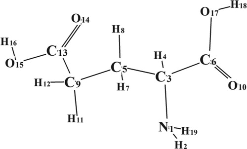 Figure 3. Optimized (B3LYP/6–31G*) structure of the most stable cis-isomer of Glutamic acid molecule.