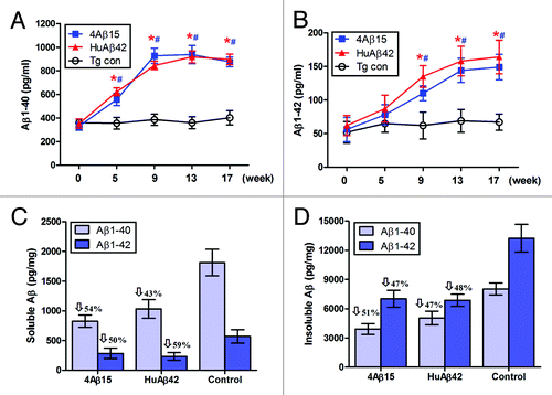 Figure 2. Aβ levels in APP/PS1 mice. For Aβ analysis, blood samples were individually collected from 4Aβ1-15, Aβ42 or PBS immunized APP/PS1 mice at the time points indicated. (A) Serum Aβ40 (B) Aβ42 peptides were measured separately by Aβ ELISA. Data were presented as mean ± SD of Aβ40 or Aβ42 (pg/ml). The Aβ levels of both 4Aβ15 (n = 9, *P< 0.01) and Aβ42-treated (n = 9, #P <0.01) group were increased compared with the control group. Detergent-soluble Aβ40, Aβ42 peptides (C) and insoluble Aβ40, Aβ42 prepared from 5M guanidine extraction (D) were separately measured in brain homogenates by ELISA. Data were presented as mean ± SD of Aβ40 or Aβ42 (pg/mg protein), and reductions for each group are indicated.