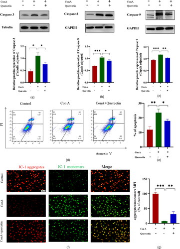 Figure 4. Quercetin inhibits hepatocyte apoptosis induced by Con A.The effect of quercetin on the Con A-induced Caspases 3, 8, and 9 signaling pathway was determined by western blotting. The experiments were repeated at least three times, the difference was statistically significant (A, B and C). The apoptotic of Brl3a cells using annexin-V staining of tested cancer cell lines. Dots represent cells as follows: lower left quadrant, normal cells (FITC−/PI−); lower right quadrant, early apoptotic cells (FITC+/PI−); upper left quadrant, necrotic cells (FITC−/PI+); upper right quadrant, late apoptotic cells (FITC+/PI+). Con A significantly induced apoptosis in hepatocytes, whereas quercetin attenuated this change (D). The apoptosis rate was expressed as the sum of early and late apoptosis rates (E). The ratio of PE (red) J-aggregates and FITC (green) J-monomers is used to represent the mitochondrial membrane potential. The higher the proportion of green, the higher the apoptosis rate, and the lower the red/green ratio, the lower the mitochondrial membrane potential (F). The scale bar is 100 μm in the lower right corner of the image. The result showed that aggregates/monomers MFI decreased significantly in Con A group, and the expression level of JC-1 increased after quercetin treatment (G). Data are expressed as mean ± SD. *P < 0.05, **P < 0.01, ***P < 0.001.