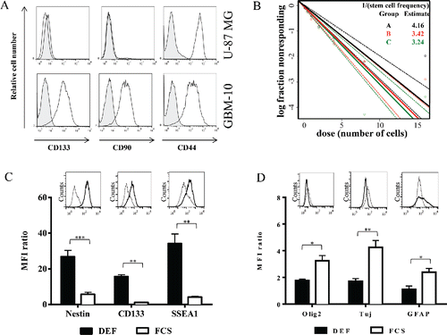 Figure 3. Primary GBM-10 cells as cellular tools for the establishment of a physiological orthotopic human GBM graft model in NSG mice. (A) U-87MG cells and GBM-10 cells were analyzed by flow cytometry for CD133, CD90 and CD44 expression. Gray histograms correspond to isotype control mAbs. (B) GBM-10 cells were seeded with an initial concentration of 2 × 103 cells/mL in 96-well plate. 15 d later the fraction of wells not containing neurospheres for each cell-plating density was calculated. (C–D) GBM-10 primary cells were cultured in DEF or in medium containing FCS and were analyzed by flow cytometry for the Nestin, CD133, SSEA1 (C), Olig2, Tuj and GFAP expression (D). Results are expressed as the median fluorescence intensity (MFI) ratio (MFI test/isotype control) (mean ± SEM, n = 3; *p <0.05, **p <0.005, ***p <0.0005). Inserts show representative histograms from one experiment of three performed.