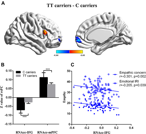 Figure 3 Genotype effects on functional connectivity in the RNAcc. Participants in the TT group exhibited lower functional connectivity of the RNAcc with the medial prefrontal cortex (mPFC) and higher functional connectivity of the RNAcc with the inferior frontal gyrus (IFG) than the CC/CT group (P<0.05: Figure 3A and B). Functional connectivity for the RNAcc with the IFG was significantly correlated with emotional IRI score (R=−0.205, P<0.05), especially the subscore of empathic concern (R=−0.301, P<0.01; Figure 3C).