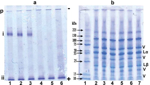 Figure 1. (a) Native-polyacrylamide gel electrophoresis (PAGE) and (b) SDS-PAGE (with mercaptoethanol) of pea protein isolate (PPI); lanes 1–6 represent untreated (25°C), 50°C, 70°C, 80°C, 90°C, and 100°C treatments, respectively. V = bands from vicilin proteins, Lα = legumin acidic subunit, and Lβ = legumin basic subunit.Figura 1. (a) Native-PAGE y (b) SDS-PAGE (con mercaptoetanol) de aislado de proteína de arveja; filas 1–6 representan muestras sin tratar (25o C), 50o C, 70o C, 80o C, 90o C y 100o C, respectivamente. V = bandas de proteínas de vicilina, Lα = legumina subunidad ácida y Lβ = legumina subunidad básica.