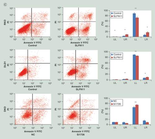 Figure 4. SLFN11 promotes chemosensitivity of colorectal cancer cells to cisplatin in vitro. (A) Cell viability determined by MTT assays following exposure to cisplatin. (B) Colony formation under treatment with 2 µM of cisplatin in RKO, DLD1 and SW620 cells before and after re-expression of SLFN11, and in DKO cells before and after knockdown of SLFN11. (C) Apoptosis was detected and quantified by annexin V-FITC and propidium iodide staining.