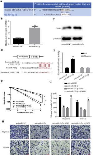 Figure 4 MiR-32-5p regulates radiosensitization, migration and invasion of colorectal cancer cells through suppressing TOB1. (A) A schematic illustration of the complementary sites of TOB1 mRNA 3ʹ-UTR with miR-32-5p predicted by TargetScan Database. (B) qRT-PCR results showed that anti-miR-32-5p significantly increased the expression of TOB1 mRNA. (C) Western blot showed that the knockdown of miR-32-5p significantly increased the expression of TOB1 protein. (D) Schematic representation of potential binding sites of miR-32-5p on TOB1 mRNA (WT) and mutant binding sites of TOB1 mRNA 3ʹ-UTR on miR-32-5p (Mutation). (E) Luciferase reporter assays showed that the luciferase activity was markedly increased by anti-miR-32-5p in SW480 cells with Luc-TOB1-WT, but not Luc-TOB1-Mutation. (F) Clone formation assay showed that knockdown of miR-32-5p significantly decreased the survival fraction under different irradiation doses, while si-TOB1 increased the survival fraction on the base of knockdown of miR-32-5p. (G) Transwell migration and invasion assays indicated knockdown of miR-32-5p significantly decreased the migrated cell numbers and invaded cell numbers, while si-TOB1 increased the migrated cell numbers and invaded cell numbers on the base of knockdown of miR-32-5p. (H) Images of migrated and invaded cells of SW480 cell. Data are reported as means ± standard deviation of three independent experiments. *p<0.05; **p<0.01.