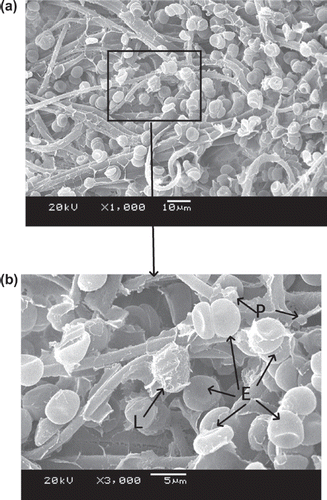 Figure 7. SEM photos of PBTNF-P50; 189 × 274 mm (300 × 300 DPI).