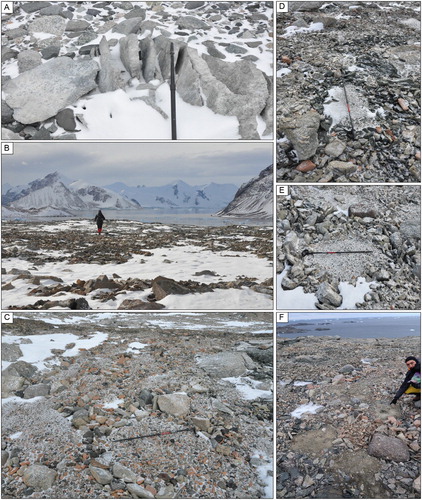 Figure 6. (A) An example of frost-shattering of a single block, (B) frost-shattering of the bedrock surfaces. (C–E) sorted stone polygons with different lithologies, (F) unsorted polygon type patterned grounds.