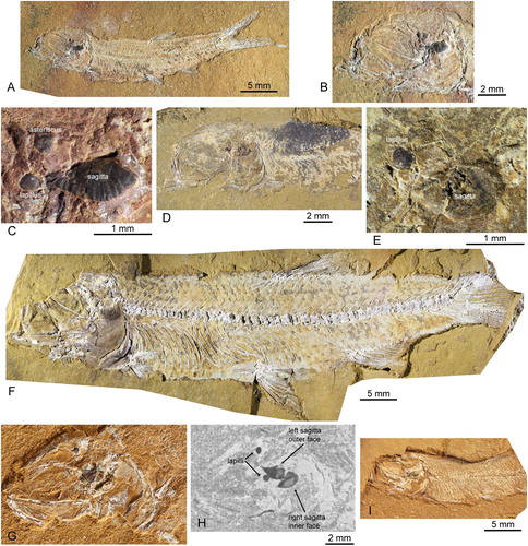 FIGURE 1. Cavenderichthys talbragarensis skeletons with otoliths in situ. A–C, AM F.143559: A, entire fish; B, close-up of head; C, close-up of otoliths in situ. D, E, AM F.143484 (mirrored): D, head; E, close-up of otoliths in situ, note that the sagittal otolith is covered by a thin veneer of sediment. F, AM F.143487 (mirrored), the largest specimen with otoliths in situ, note that the sagittal otolith is covered by a thin veneer of sediment. G, H, AM F.143639: G, head under normal light photography, note incomplete exposure of sagittal otoliths; H, XRF-generated image (cumulative overlay of a photograph and several elemental maps) showing the otoliths’ outline more clearly. I, AM F.143641 (mirrored), incomplete fish with otoliths in situ.