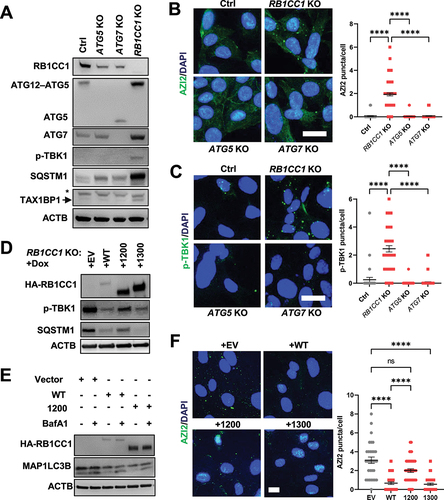 Figure 4. Depletion of genes required for selective autophagy induces AZI2 puncta and TBK1 activation. (A) immunoblots showing levels of RB1CC1, ATG5, ATG7, p-TBK1, SQSTM1, TAX1BP1 and ACTB in Ctrl, RB1CC1 KO, ATG5 KO and ATG7 KO cells. (B-C) confocal imaging of (B) GFP-AZI2 or (C) p-TBK1 puncta in Ctrl, RB1CC1 KO, ATG5 KO and ATG7 KO cells. Bar charts showing quantification for number of puncta per cell. ****indicates p < 0.0001. Scale bar: 20 µm. (D) immunoblots showing levels of HA-RB1CC1, p-TBK1, SQSTM1 and ACTB in RB1CC1 KO cells transduced with doxycycline inducible empty vector (+EV), RB1CC1 WT (+WT), RB1CC1 residues 1–1200 (+1200) or 1–1300 (+1300). (E) immunoblots showing levels of HA-RB1CC1, MAP1LC3B or ACTB in RB1CC1 KO cells transduced with doxycycline inducible empty vector (+EV), RB1CC1 WT (+WT) or RB1CC1 residues 1–1200 (+1200) ± 200 nM BafA1 treatment. (F) confocal imaging of GFP-AZI2 puncta in RB1CC1 KO cells transduced with doxycycline inducible empty vector, RB1CC1 WT, RB1CC1 residues 1–1200 or RB1CC1 residues 1–1300. Scale bar: 10 µm. Bar charts showing quantification for number of puncta per cell. ****indicates p < 0.0001, ns indicates not significant.