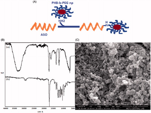 Figure 3. (A) Conjugation reaction of AS-ODN with nanoparticles; (B) FTIR spectrum of ASO (a) and ASO-PHB-PEG nanoparticles (b); (C) SEM photograph of ASO-PHB-b-PEG nanoparticles.