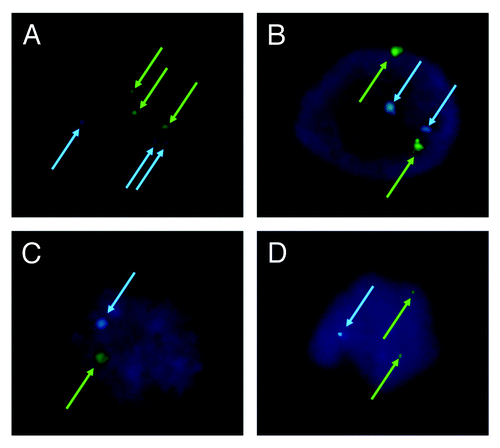 Figure 3. Analysis of chromosome ploidy using fluorescence in situ hybridization. (A) Triploid in 3PN zygote; (B) diploid in r2PN zygote; (C) haploid in r1PN zygote; (D) the loss of chromosome 18 was found in the r2PN and r1PN groups.