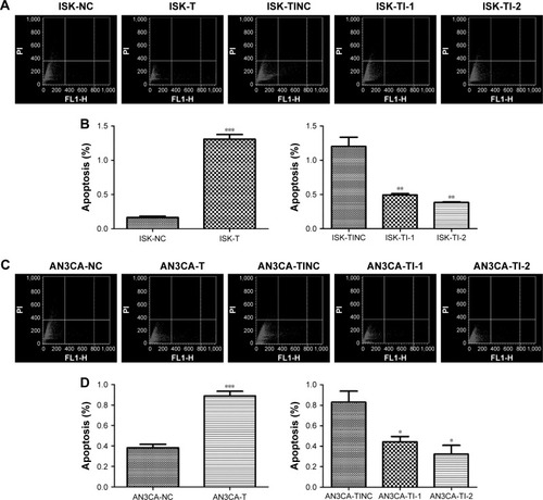 Figure 4 Effects of TRIB3 on apoptosis of ISK and AN3CA cells.Notes: Contour diagrams for ISK and AN3CA cells are shown in (A and C), respectively and the results of corresponding statistical analyses are displayed in (B and D), respectively. There was a significant difference between normal group and experimental groups (TRIB3 overexpression or TRIB3-shRNA inhibition) of ISK and AN3CA cells. NC: TRIB3 overexpression negative control group; T: TRIB3 overexpression group; TI-1: TRIB3-shRNA plasmid 1 group; TI-2: TRIB3-shRNA plasmid 2 group; TINC: TRIB3-shRNA inhibitor negative control group. *P<0.05, **P<0.01, and ***P<0.001, compared with the respective control groups by t-test. Data were obtained from three independent experiments.