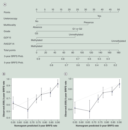 Figure 2.  Nomogram to predict 3-year and 5-year bladder recurrence free survival probability for upper tract urothelial carcinoma patients. (A) Calibration plot for predicted (gray straight line) and observed (patients were divided into six equal groups, vertical lines represent the 95% confidence interval) (B) 3-year BRFS probability and (C) and 5-year BRFS probability.BRFS: Bladder recurrence free survival; Prob: Probability.