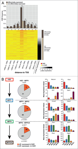 Figure 4. Correlation of DNA methylation and expression of transcription factors. (A) DMR frequency in 10 kb windows around the transcription start site (TSS) of transcription factors (TF) either differentially expressed (brown) or not differentially expressed (beige). The bottom part displays a heatmap of DMRs around TSS of TFs sorted according to P-value for overall differential expression within the HSPC compartment. Red dashes represent DMRs. Asterisks indicate statistical significance (Fisher's exact test; *: P-value 0.01–0.001; **: P-value <0 .001). (B) Left panel: Number of differentially expressed TFs in the transitions from HSC−MPP1, MPP1−MPP2 and MPP1−MPP3/4. Differentially expressed TFs with a DMR annotated are depicted in red, TFs without DMR are depicted in gray. Statistical enrichment of DMRs in differentially expressed TFs was calculated using Chi-squared test. Right panel: Mean expression values based on RNA-seq dataCitation5 of 4 representative differentially expressed TFs associated with DMRs are shown for each commitment step.