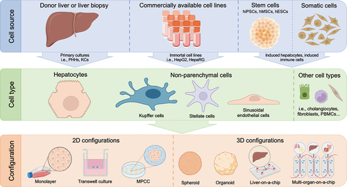 Figure 2. Cell sources, types and culture configurations involved in iDILI modeling in vitro. Cell cultures used to study iDILI can be obtained from a variety of sources, such as liver biopsies, immortalized hepatoma-derived lines or stem cells. The type of cells used depends on the study to be performed, being hepatocytes the most usual, either in monoculture or cultured together with other non-parenchymal cell types. However, there are cultures of other cell types that are being used to study this disease, such as fibroblasts or PBMCs. Finally, the cell culture configuration determines the studies that can be performed and the level of complexity of the assay. The simplest are two-dimensional monolayer cultures and, from there, various levels of complexity can be reached, such as the microfluidic models that simulate the relationship between various organs, the multi-organ-on-a-chip.