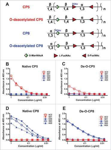 Figure 1. Reactivity of five mAbs with native and O-deacetylated CP5 and CP8. (A) Structural similarities between CP5 and CP8 and their sites of O-acetylation (O-Ac). Both CP5-specific mAbs (4C2 and 5D1) reacted with (B) native CP5, whereas only mAb 4C2 reacted with (C) O-deacetylated CP5 (De-O-CP5). Three CP8-specific mAbs (5A6, 3B5, and 4G5) reacted with (D) native CP8, whereas only 5A6 and 3B5 reacted with (E) O-deacetylated (De-O-CP8) CP8. D-ManNAcA, N-acetyl-D-mannosaminuronic acid; L-FucNAc, N-acetyl-L-fucosamine; D-FucNAc, N-acetyl-D-fucosamine. Each sample was tested in duplicate, and the ELISAs were performed at least twice. The mean values of a representative experiment are shown.