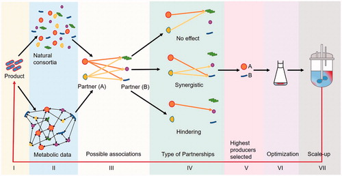 Figure 2. Steps involved in constructing an artificial co-culture. A bottom-up approach is shown. The desired product is defined first (I), the microbial producers are short-listed next. This can be based on metabolite profiling or on natural associations (II). From selected candidates (III) co-cultures need to be investigated to elucidate the type of partnership (IV). The highest yielding co-culture is to be selected (V), optimized (VI) and upscaled (VII).