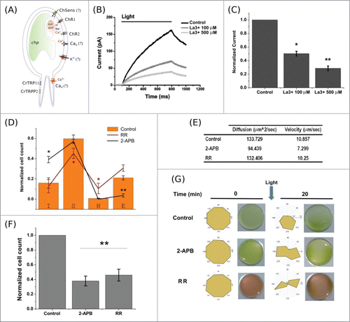 Figure 1. The effect of non-specific TRP channel blockers on Chlamydomonas reinhardtii response to light. (A) Scheme depicting different conductances present in Chlamydomonas. The molecular origin of several important conductances is unknown. (B) Representative recordings of light-induced ionic current taken from a population of swimming algae. The total photo-activated current drops by 80% upon incubation with 500 μM La3+. (C) Plot summarizing 5 experiments on algae population. Lanthanum induced a significant reduction in the total current (n = 5; 100 μM P < 0.05; 500 μM P < 0.01). A single asterisk indicates a statistically significant result, P < 0.05, while a double asterisk signifies P < 0.01. (D) TRP channel blockers affect the distribution of swimming modes observed in the algae (n = 36, summarizing 2673 trajectories). Control is represented by orange bars. I = immobile; S = sinusoidal; H = helical; E = erratic. There is a significant augment in the amount of immobile algae and a reduction in erratic motion after incubation with 50 µM 2-APB (n = 12; P < 0.05 (I); P < 0.01 (E)). 500 µM RR induced a significant change in the helical-to-sinusoidal switch (n = 8; P < 0.05). (E) Mean velocity and diffusion coefficient, calculated from single alga tracking, were not significantly affected by TRP channel blockers (n = 5, 602 trajectories). (F) Bar plot showing significant alterations of the phototactic behavior, measured as the capacity of cells to swim toward low intensity light (n = 5; P < 0.05). (G) Ruthenium red (1 mM) and 2-APB (50 µM) alter the photophobic response of swimming algae. 2 × 106 algal cells were placed in 35 mm petri dishes and pictured after 20 minutes of continuous light stimulation. The pictures correspond to representative results, and polar graphs next to the pictures correspond to the averaged position of the algae (yellow shades) after light treatment. An abnormal distribution of the algae was observed when incubated with the drugs. Each polar graph was built by averaging 4 polar graphs from 5 individual experiments. Error bars correspond to SE.