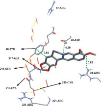 Figure 5 Detailed view of the docked berberine structure and the corresponding interacting amino-acid moieties within the binding site of h-PTP 1B.