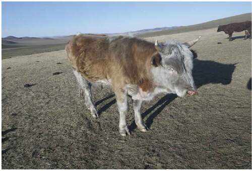 Photo 1. Cow covered in ash after the fire.