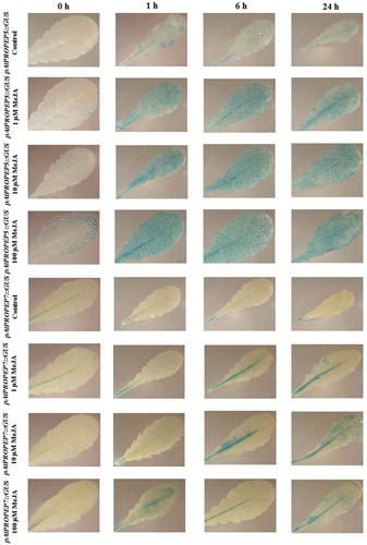 Figure 5. Patterns of GUS staining in leaves of Arabidopsis carrying pAtPROPEP5::GUS and pAtPROPEP7::GUS reporter constructs, treated with Methyl Jasmonate (MeJA). 0 h: 0 time point; 1 h: one hour after treatment; 6 h: six hours after treatment; 24 h: 24 hours after treatment.