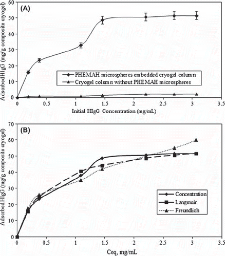 Figure 4. (A) Effect of initial HIgG concentration on adsorption, (B) Adsorption isotherms on MECC column. MAH content: 35.3 μmol/g, pH 6.0 (phosphate buffer), flow rate: 1 mL/min, T: 25°C.