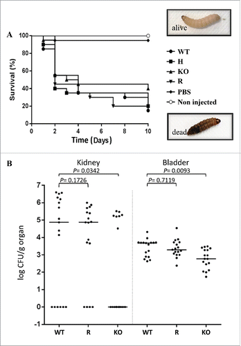 Figure 5. Effect of deletion of CpALS7 on C. parapsilosis pathogenicity. (A). Intra-hemocelic infection of Galleria mellonella larvae with CpALS7 wild type (WT) and CpALS7 mutant strains (heterozygous, H; null, KO; and reconstituted, R). Survival curves of G. mellonella infected with CpALS7 wild type and lineage b mutant strains (20 larvae per group) with 8×105 CFUs per larva. Photographs represent typical pigmentation of alive and dead larvae. (B). Murine model of urinary tract infection. Groups of 17 BALB/c mice were transurethrally challenged with approximately 1 × 108 C. parapsilosis cells for each of the indicated strains. Data are expressed as the log10 colony-forming units (CFUs)/g of yeast cells recovered from kidney and urinary bladder homogenates 4 days after the challenge. The log10 CFUs from both kidneys were combined and averaged. A value of 0 was assigned to uninfected organs. Horizontal bars represent median. Log10 counts were compared for statistical significance by non-parametric Wilcoxon rank sum tests. A P value < 0.05 was considered to be statistically significant.