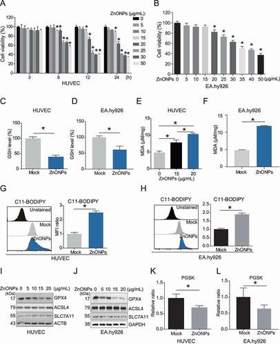 Figure 1. ZnONPs induced ferroptosis in vascular endothelial cells. (A) MTS analysis of HUVECs treated with 0, 5, 10, 15, 20, 25, 30 and 50 μg/mL ZnONPs for 0, 3, 6, 12 and 24 h. (B) MTS analysis of EA.hy926 cells treated with 0, 5, 10, 15, 20, 25, 30 and 50 μg/mL ZnONPs for 24 h. (C,D) Relative GSH levels in (C) HUVECs or (D) EA.hy926 cells following ZnONPs (20 or 25 μg/mL) treatment for 24 h were determined. (E-F) MDA content in (E) HUVECs or (F) EA.hy926 cells following ZnONPs (15, 20 or 25 μg/mL) treatment for 24 h were determined. (G,H) Representative FACS data for C11-BODIPY labeling of (G) HUVECs or (H) EA.hy926 cells following ZnONPs (20 or 25 μg/mL) treatment for 24 h. Unstained, C11-BODIPY was not added. Statistical analysis of mean fluorescence intensity (MFI) of C11-BODIPY was shown. (I,J) Western blotting analysis of GPX4, ACSL4 and SLC7A11 expression in (I) HUVECs or (J) EA.hy926 cells treated with 0, 5, 10, 15 and 20 μg/mL ZnONPs for 24 h. (K,L) Representative FACS data for PGSK labeling of (K) HUVECs or (L) EA.hy926 cells following ZnONPs (20 or 25 μg/mL) treatment for 24 h. Unstained, PGSK was not added. Statistical analysis of MFI of PGSK was shown. All data are representative of at least three experiments, and the values are expressed as the mean± S.D. *P < 0.05 compared with the mock group