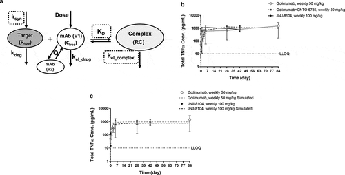 Figure 4. (a) Schematic representation of the TMDD-based PK/TE model. The model parameter names are as defined in Materials and Methods. (b) Observed serum concentrations versus time profiles of Total TNF following 14 weekly high doses of golimumab, golimumab + CNTO 6785 or JNJ-8104 in cynomolgus monkeys. (c) Observed (symbols) and model-predicted (dashed lines) serum concentrations versus time profiles of Total TNF following high doses of golimumab or JNJ-8104 in cynomolgus monkeys. Data are represented as mean ± SD.