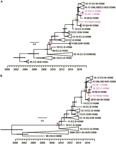 Fig. 2 Maximum clade credibility (MCC) trees of hemagglutinin (HA; 1704 nucleotides) and neuraminidase (NA; 1395 nucleotides) genes.The strains in this study are indicated in rose, and the time of the most recent common ancestor (MRCA) of H5 and N8 is indicated with a rose arrow. The MRCA of Central Asian and European viruses is indicated with a yellow arrow. D domestic birds, W wild birds, QH Qinghai Lake, CN China, EC Eastern China, CC Central China, KR Korea, EU Europe, AS Asia, IN India, UNL Uvs-Nuur Lake, SB Siberia